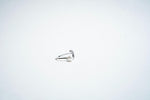 Mermaid’s Serenade: The Enchanted Pearl & Tail Ring