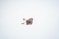 The Petal Bloom Pearl Statement Ring