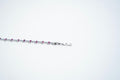 The Crimson Ethereal Tennis Bracelet – 925 Sterling Silver