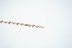 The Royal Amethyst Square Link Bracelet