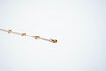 The Eternal Heartbeat Chain Bracelet